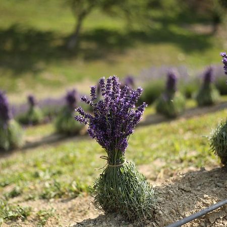 Lavender Valley Perekrestnoye Exterior photo